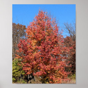 Red Maple in Fall Poster