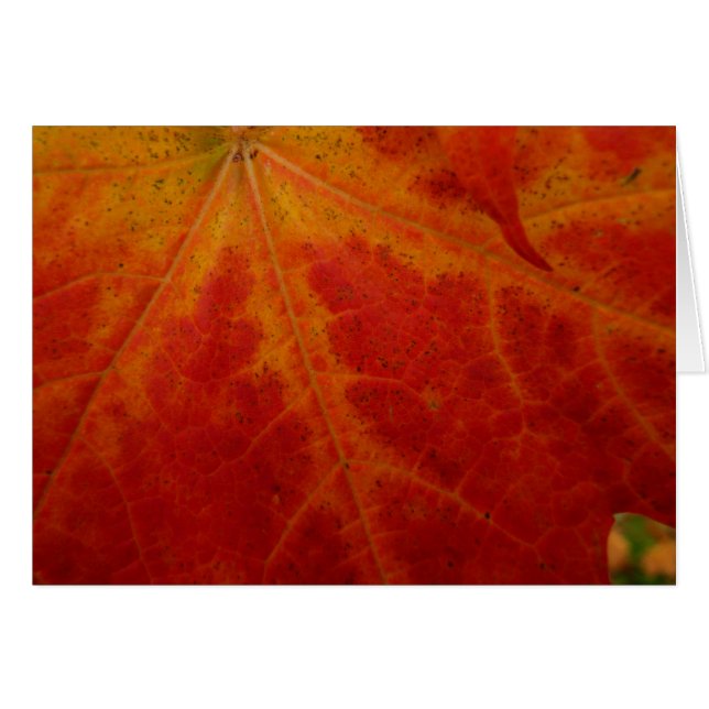Red Maple Leaf Abstract Autumn Nature Photography (Front Horizontal)