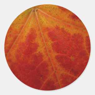 Red Maple Leaf Abstract Autumn Nature Photography Classic Round Sticker
