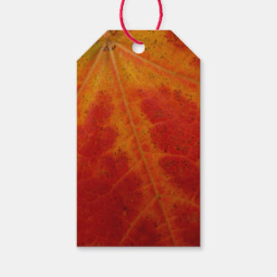 Red Maple Leaf Abstract Autumn Nature Photography Gift Tags