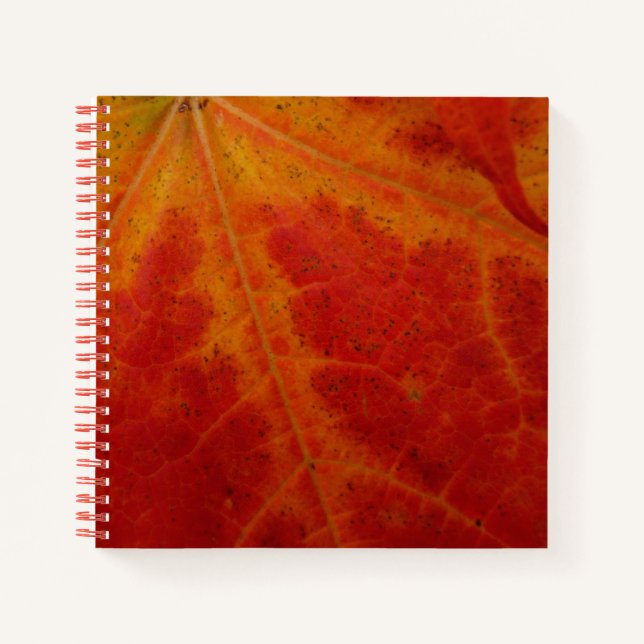 Red Maple Leaf Abstract Autumn Nature Photography Notebook (Front)