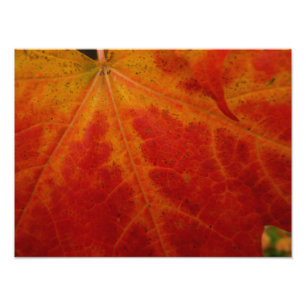 Red Maple Leaf Abstract Autumn Nature Photography Photo Print