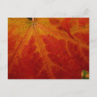 Red Maple Leaf Abstract Autumn Nature Photography