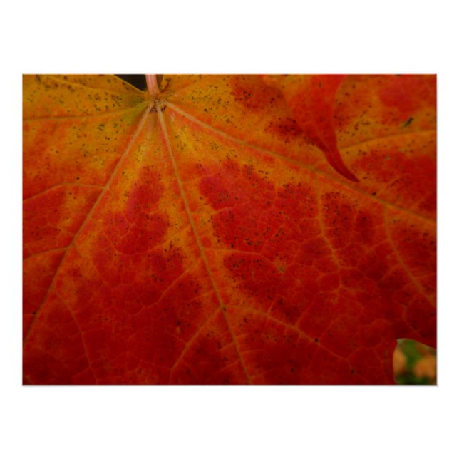 Red Maple Leaf Abstract Autumn Nature Photography Poster (Front)
