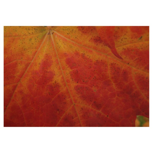 Red Maple Leaf Abstract Autumn Nature Photography Wood Poster (Front)