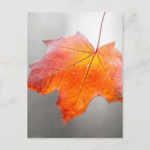 Red Maple Leaf - Mystique Autumn Postcard