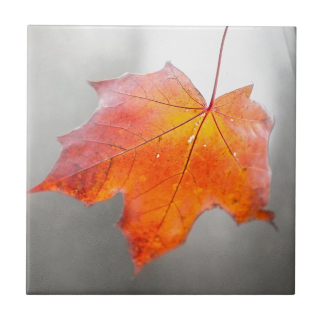 Red Maple Leaf - Mystique Autumn Tile (Front)