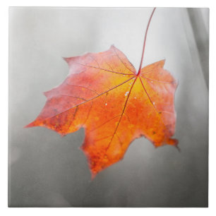 Red Maple Leaf - Velvet Autumn Ceramic Tile