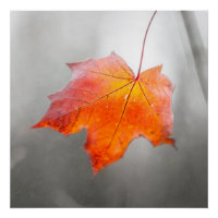 Red Maple Leaf - Velvet Autumn