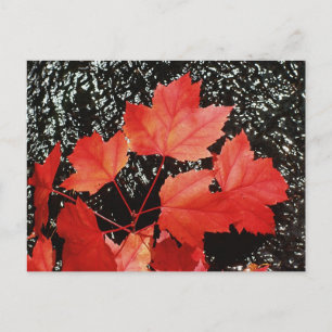Red Maple Leaves   Autumn Home Gifts Postcard