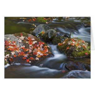 Red maple leaves carpet the rocks in the