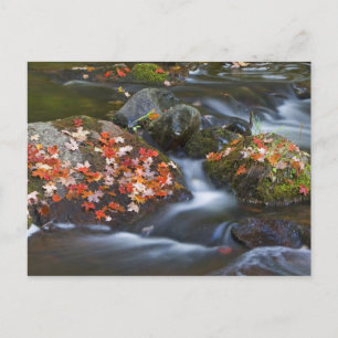 Red maple leaves carpet the rocks in the postcard