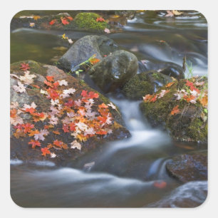 Red maple leaves carpet the rocks in the square sticker