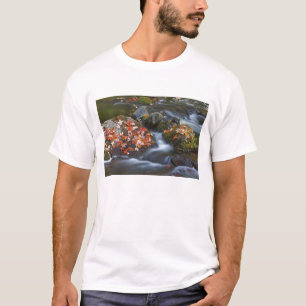 Red maple leaves carpet the rocks in the T-Shirt