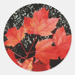 Red Maple Leaves Classic Round Sticker