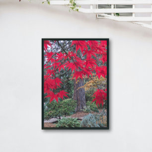 Red Maple Leaves in a Japanese Garden Poster