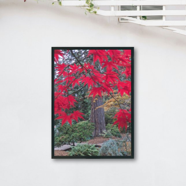 Red Maple Leaves in a Japanese Garden Poster (In Situ)