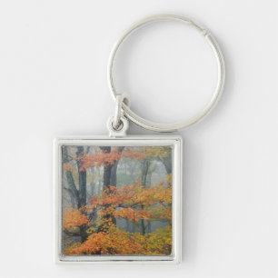 Red Maple tree, Acer rubrum, portrait in foggy Key Ring