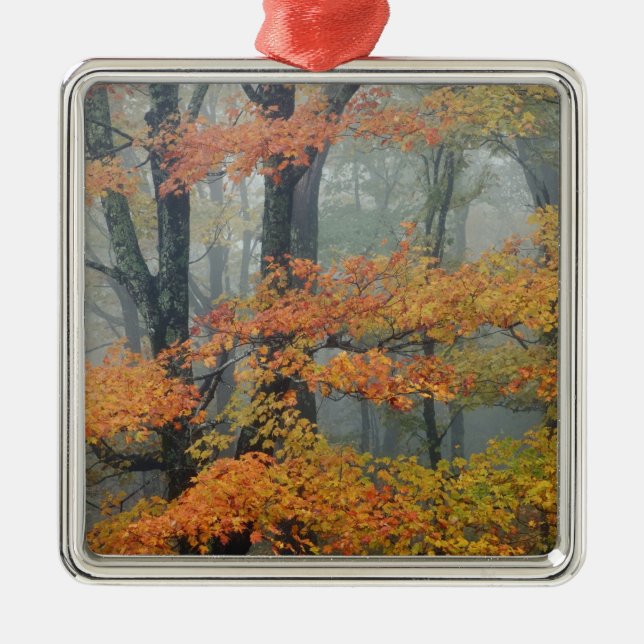 Red Maple tree, Acer rubrum, portrait in foggy Metal Ornament (Front)