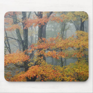 Red Maple tree, Acer rubrum, portrait in foggy Mouse Pad