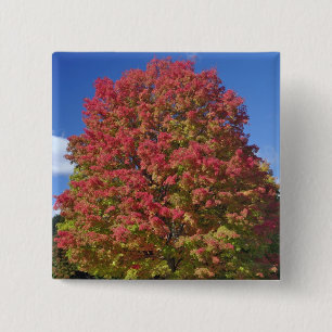 Red Maple tree in autumn colours, near Concord, 15 Cm Square Badge