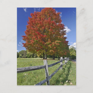 Red Maple tree in autumn colours, near Concord, 2 Postcard