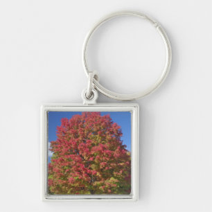 Red Maple tree in autumn colours, near Concord, Key Ring