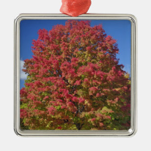 Red Maple tree in autumn colours, near Concord, Metal Tree Decoration