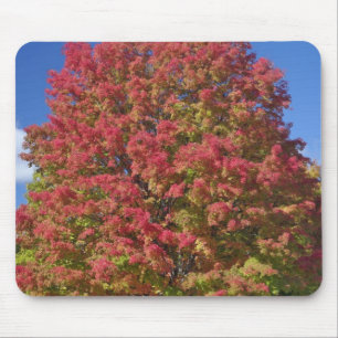 Red Maple tree in autumn colours, near Concord, Mouse Pad