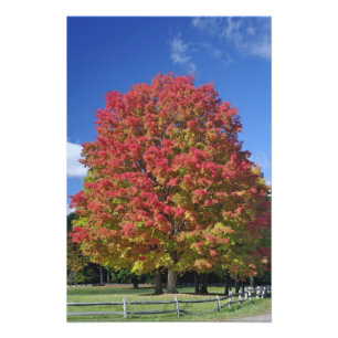Red Maple tree in autumn colours, near Concord, Photo Print