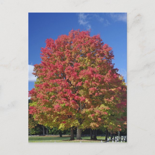 Red Maple tree in autumn colours, near Concord, Postcard (Front)