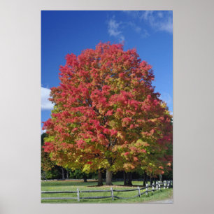 Red Maple tree in autumn colours, near Concord, Poster