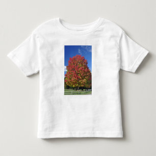 Red Maple tree in autumn colours, near Concord, Toddler T-Shirt