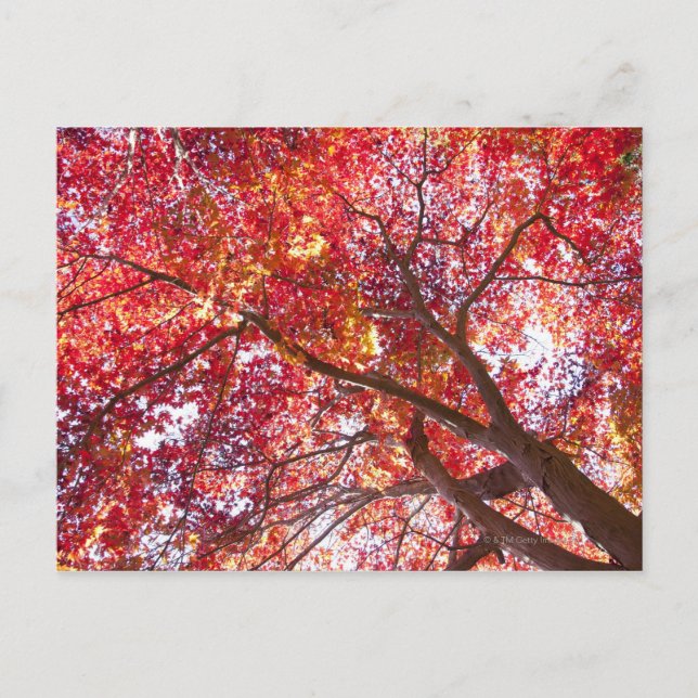 Red Maple Tree Postcard (Front)