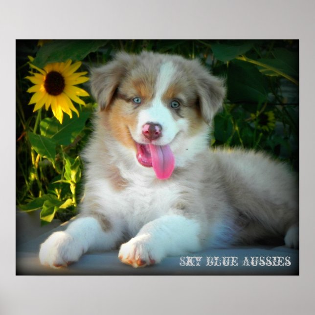 Red Merle 2 Australian Shepherd Poster (Front)