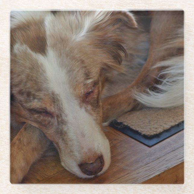 red merle aussie sleeping glass coaster (Front)