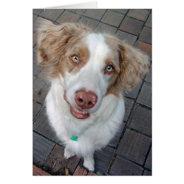 Red Merle Australian Shepherd (Front)