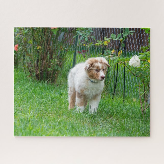 Red Merle Australian Shepherd Jigsaw Puzzle (Horizontal)
