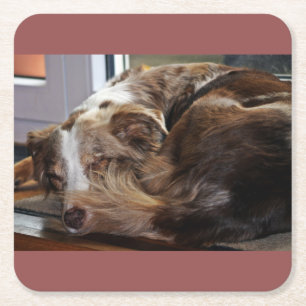 red merle mini aussie sleeping 2 square paper coaster