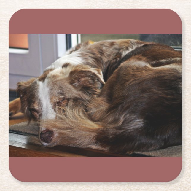 red merle mini aussie sleeping 2 square paper coaster (Front)