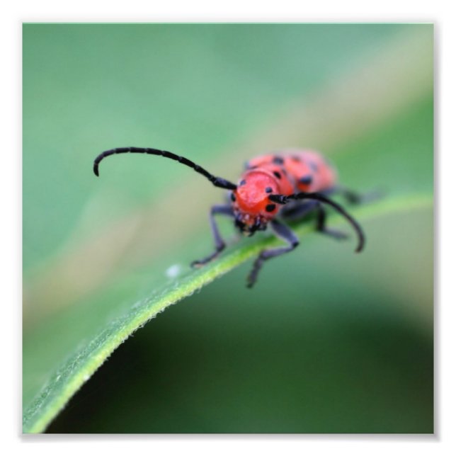 Red Milkweed Beetle Insect Close Up 8x8 Photo Print (Front)