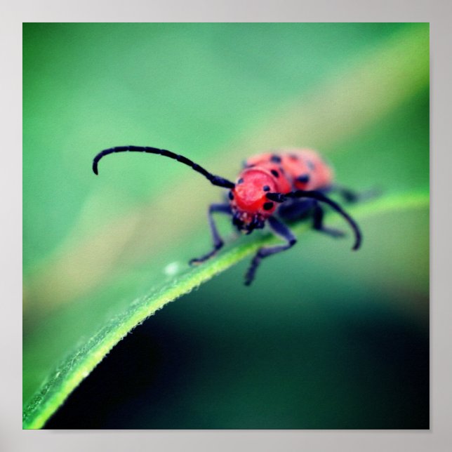 Red Milkweed Beetle Insect Close Up Poster (Front)