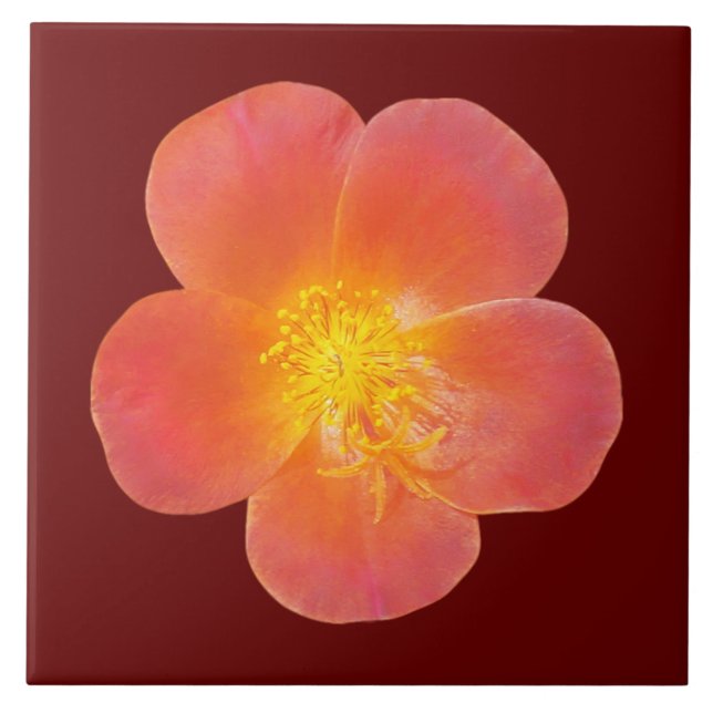 Red Moss Rose Flower on Ceramic Tile (Front)