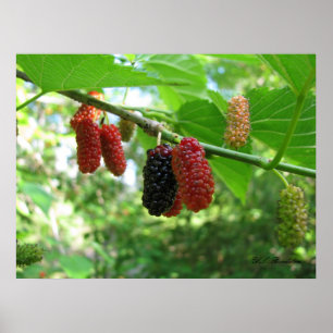 Red Mulberries Poster