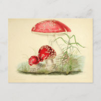 Red Mushroom Fungi Fungus Vintage Postcard