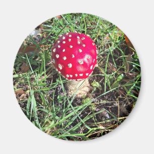 Red mushroom magnet