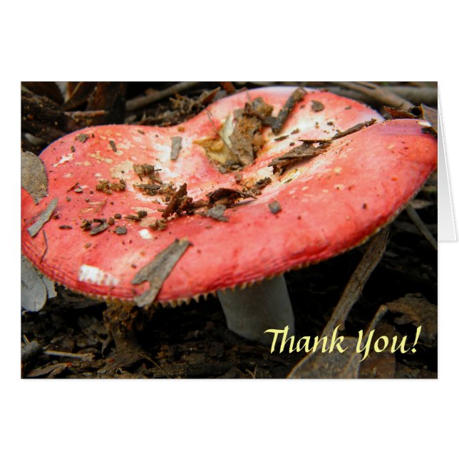 Red Mushroom Note Card (Front Horizontal)