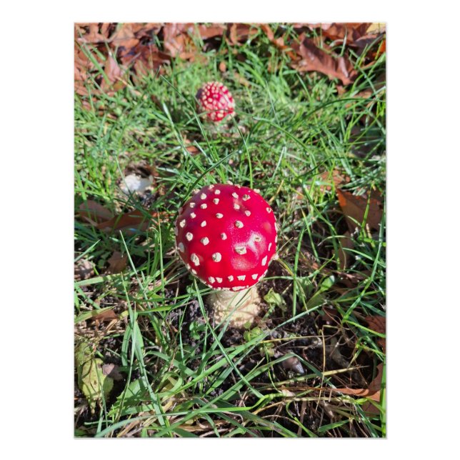 Red mushroom  poster (Front)