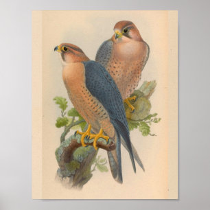 Red Naped Falcon Bird Vintage Art Print