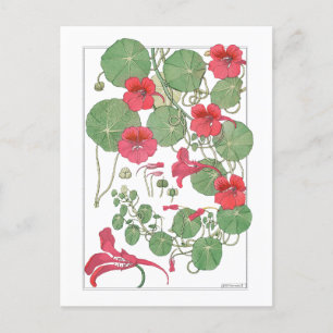 Red Nasturtiums Antique Lithograph 1896 Poster Postcard